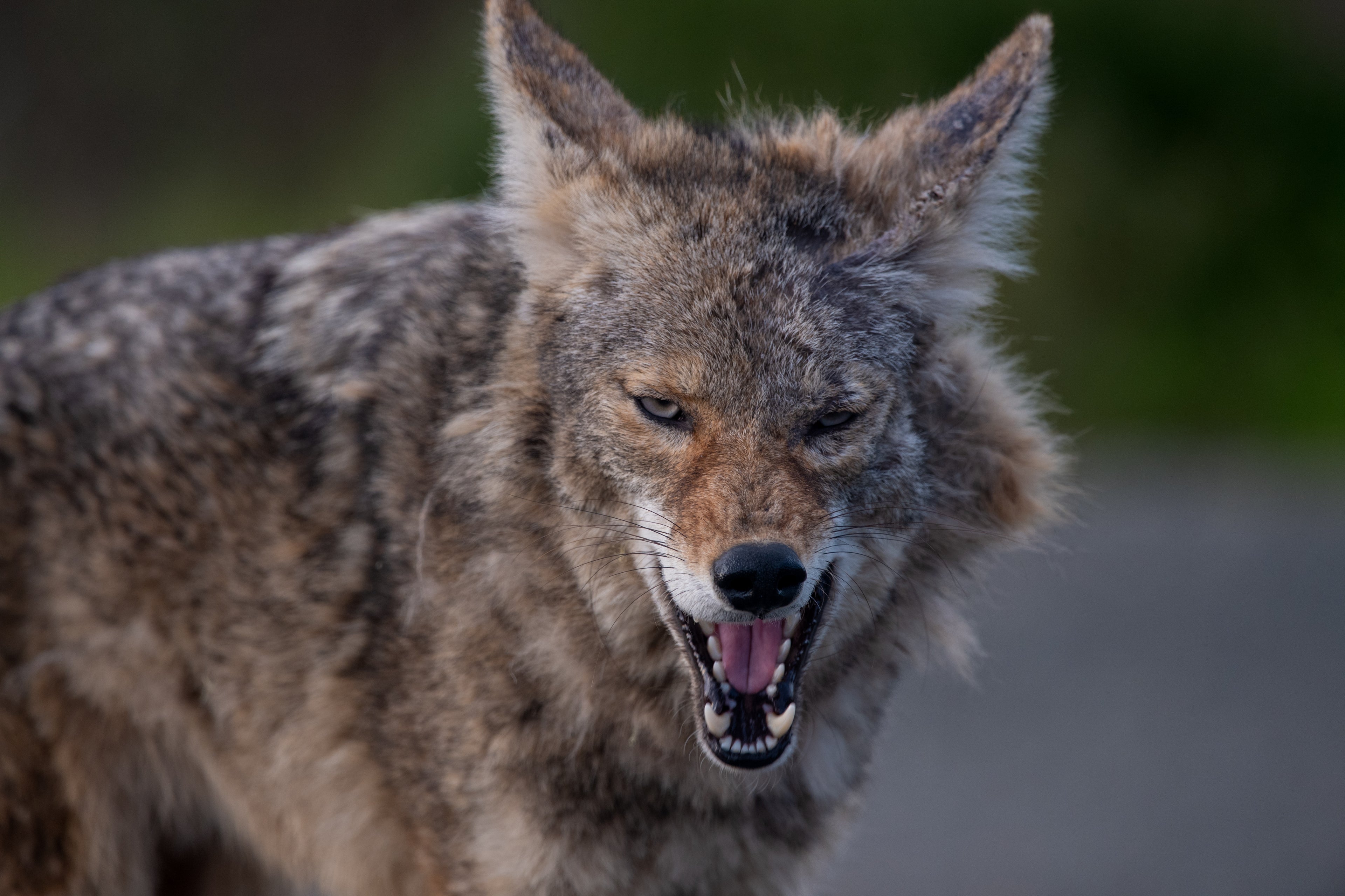 Wildlife Photography Prints
