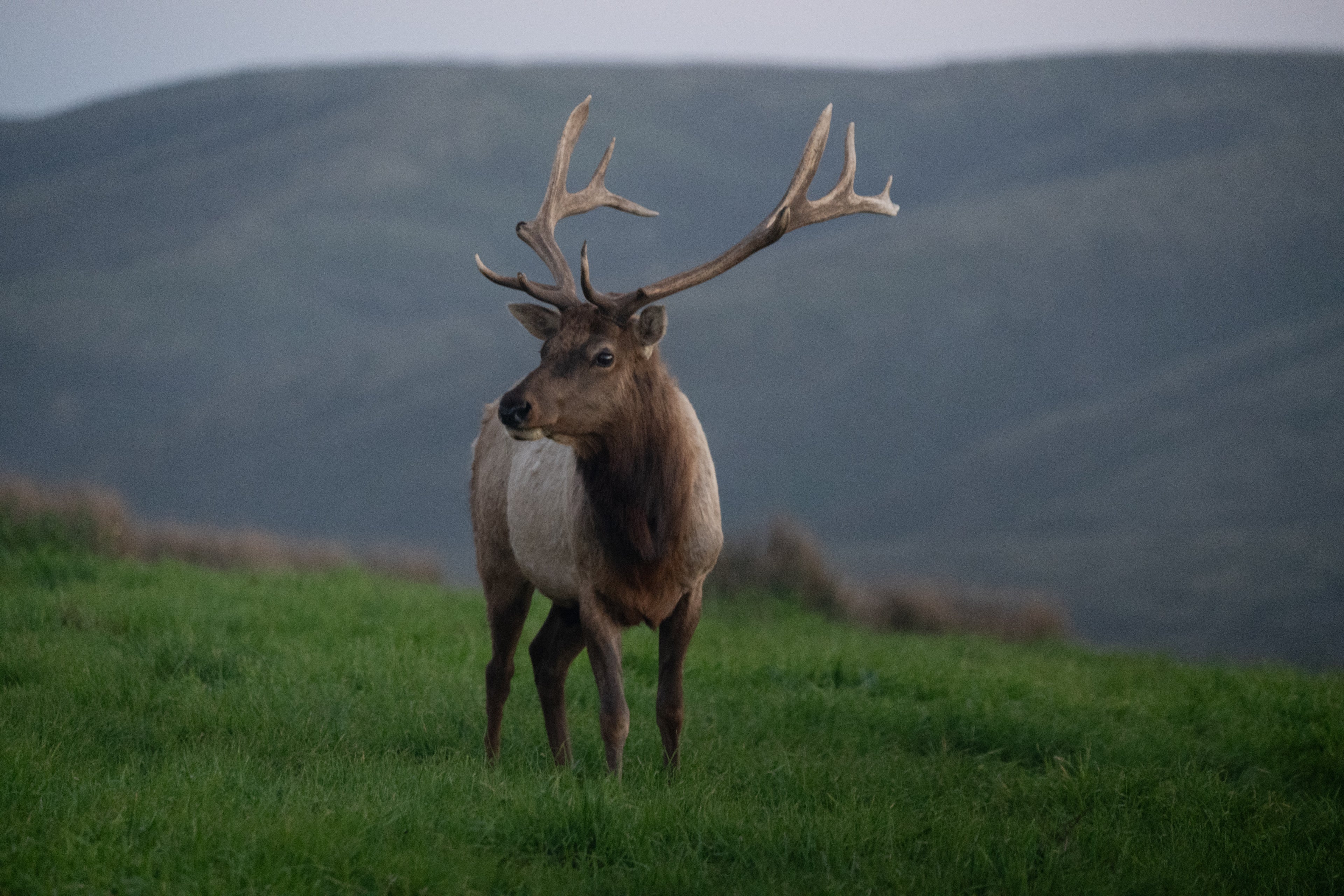 Wildlife Photography Merch