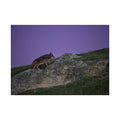 Coyote at Dusk Fine Art Poster — Purple Sky Wildlife Print
