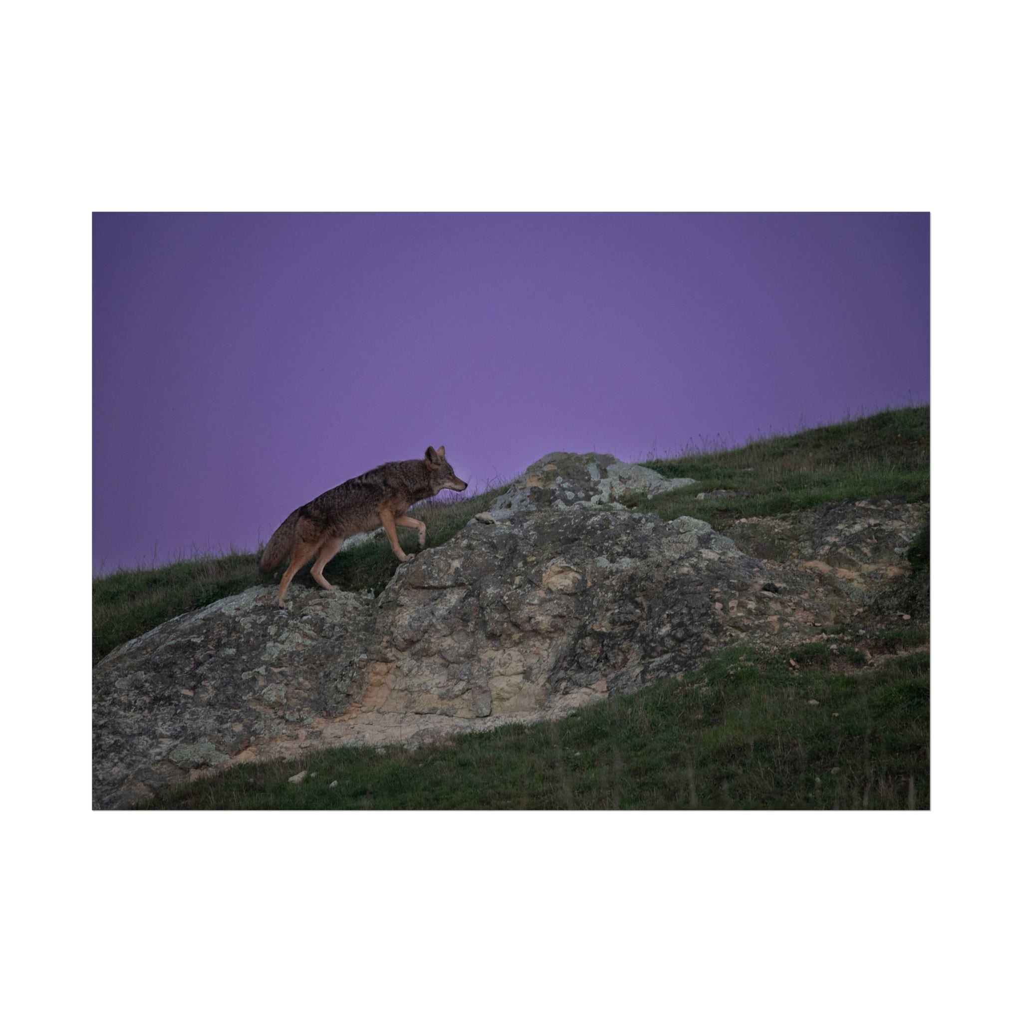 Coyote at Dusk Fine Art Poster — Purple Sky Wildlife Print
