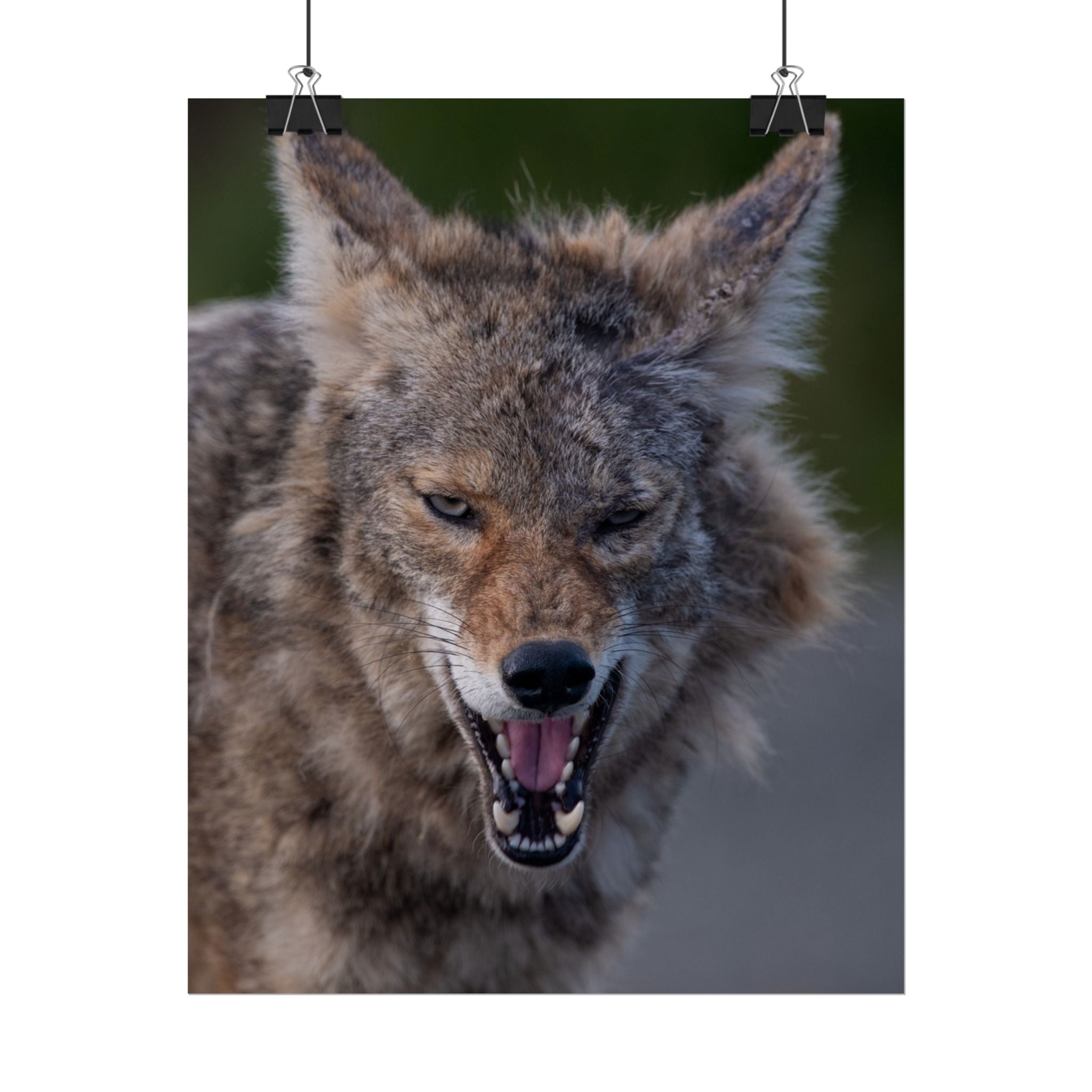 Coyote Rolled Poster
