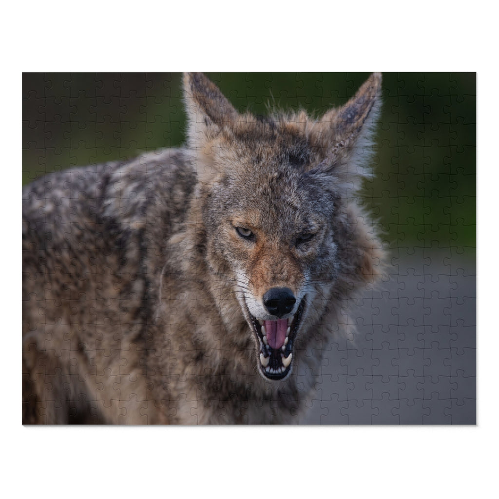 Coyote Jigsaw Puzzle — 252-Piece Wildlife Puzzle with Tin