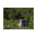 Badger Fine Art Poster — Meadow Wildlife Photography Print