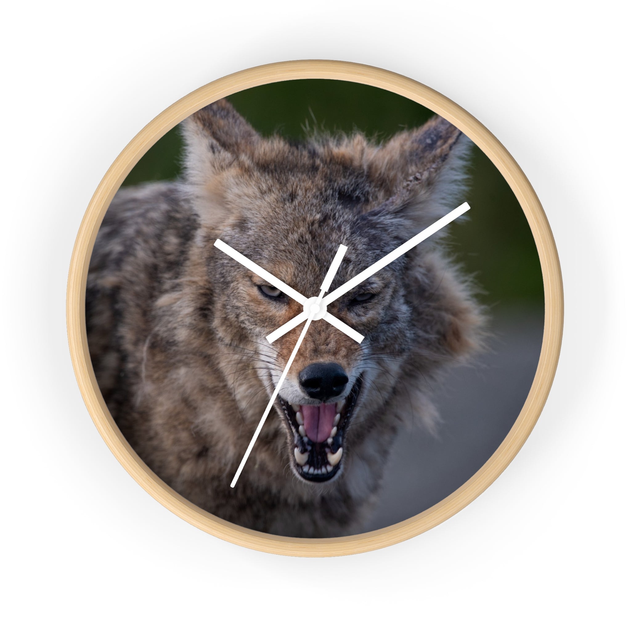 Angry Coyote Wall Clock — Fierce Wildlife Decor