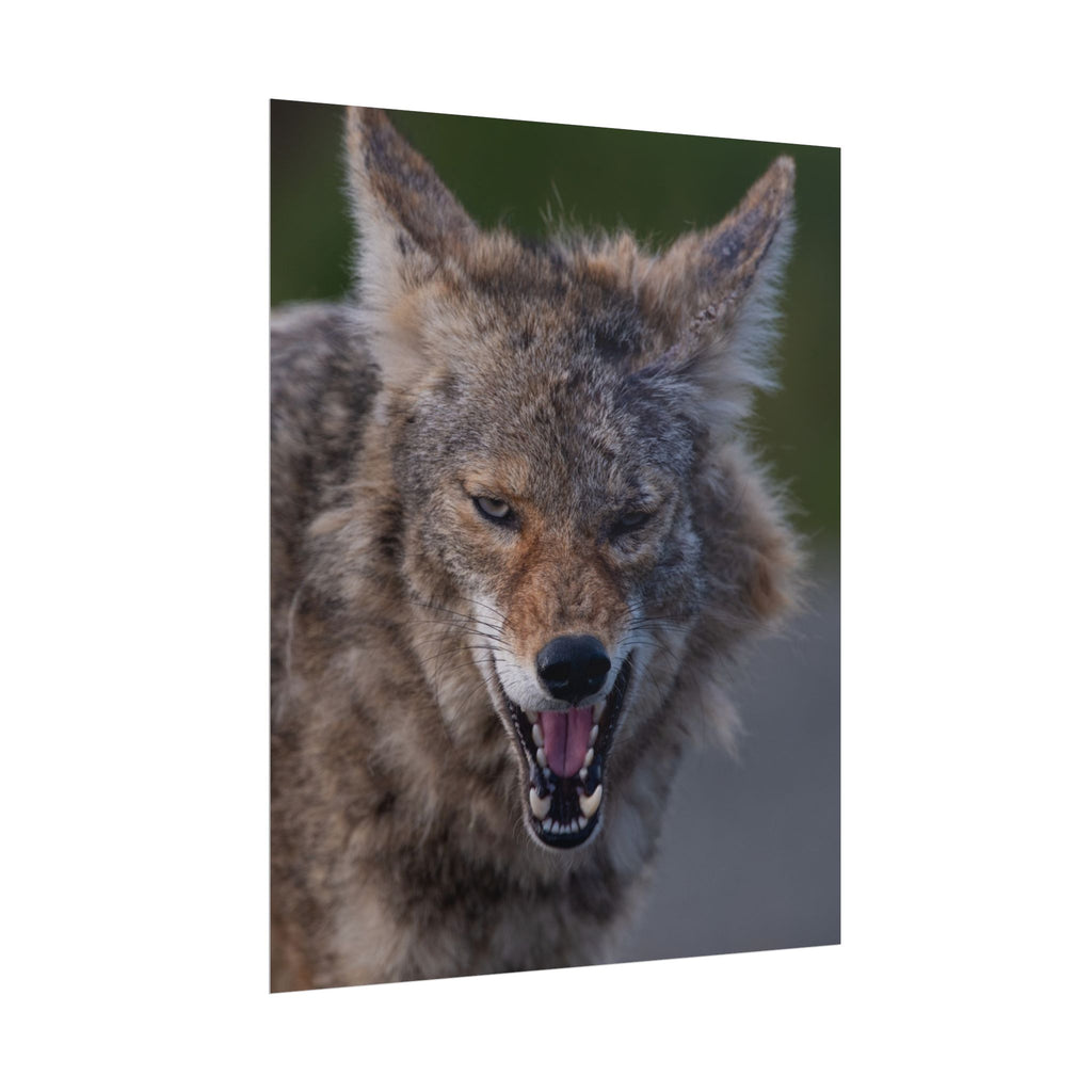 Coyote Rolled Poster