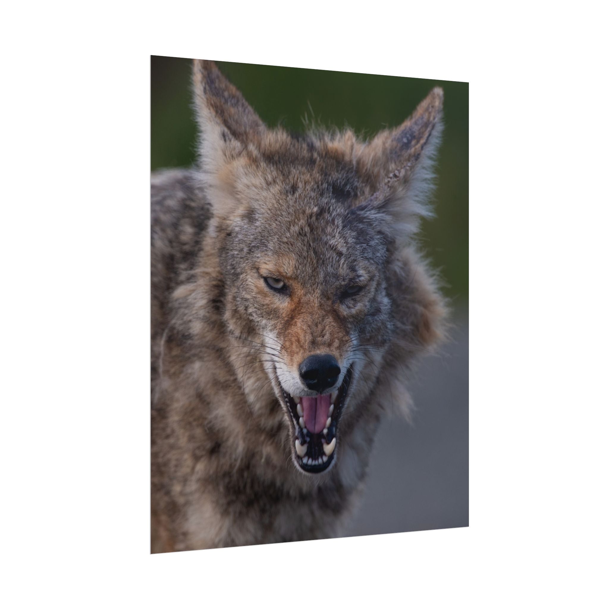 Coyote Rolled Poster