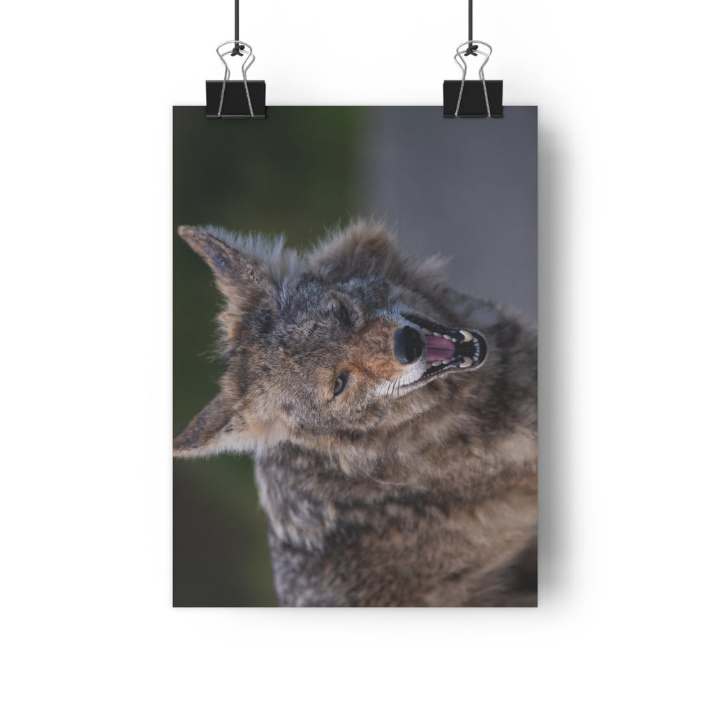 Coyote Photography Giclée Art Print — Wild Canine Wall Decor