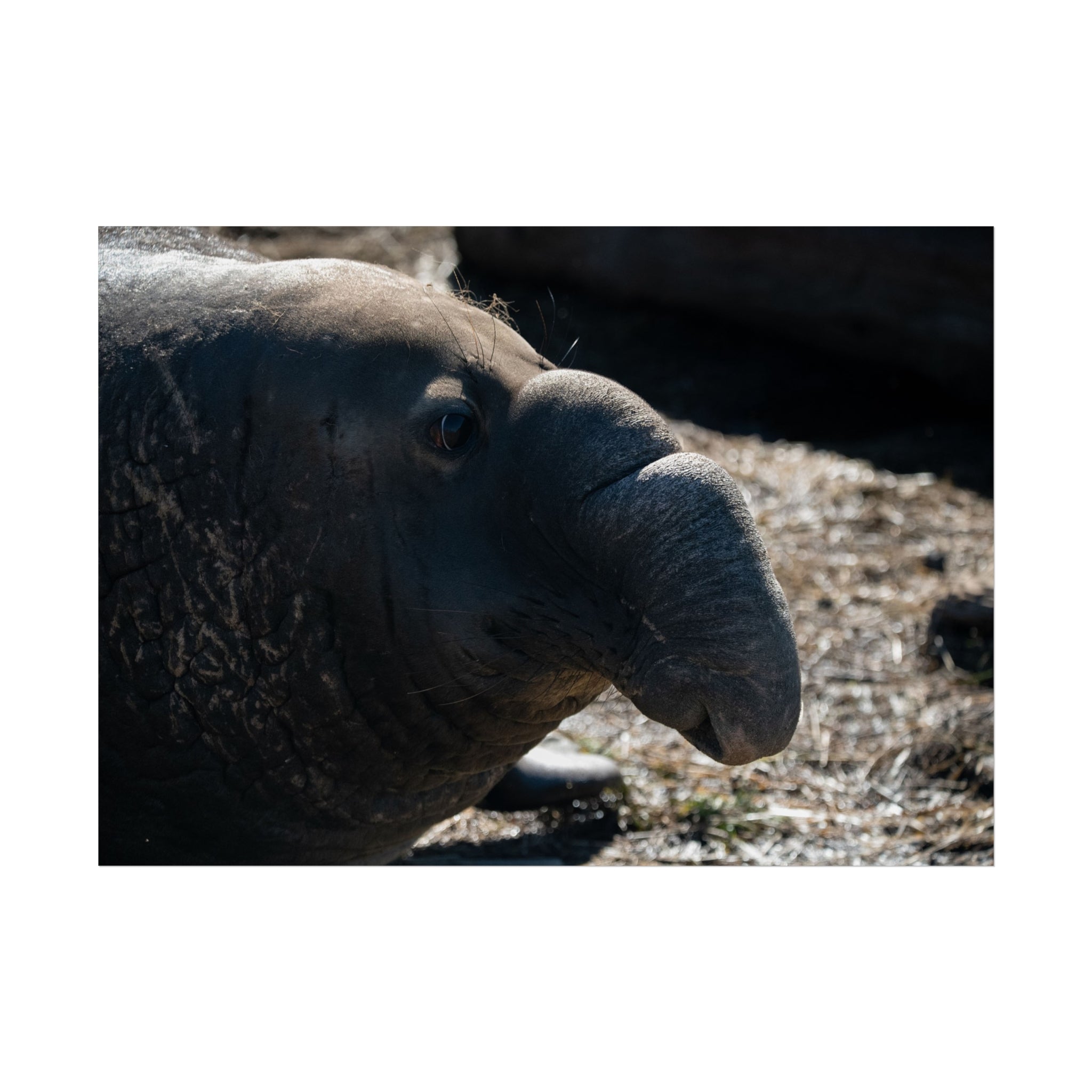 Elephant Seal Portrait Fine Art Poster — Wildlife Photography Wall Art