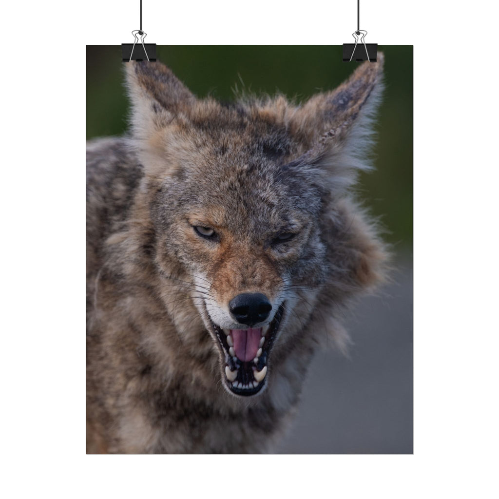 Coyote Rolled Poster