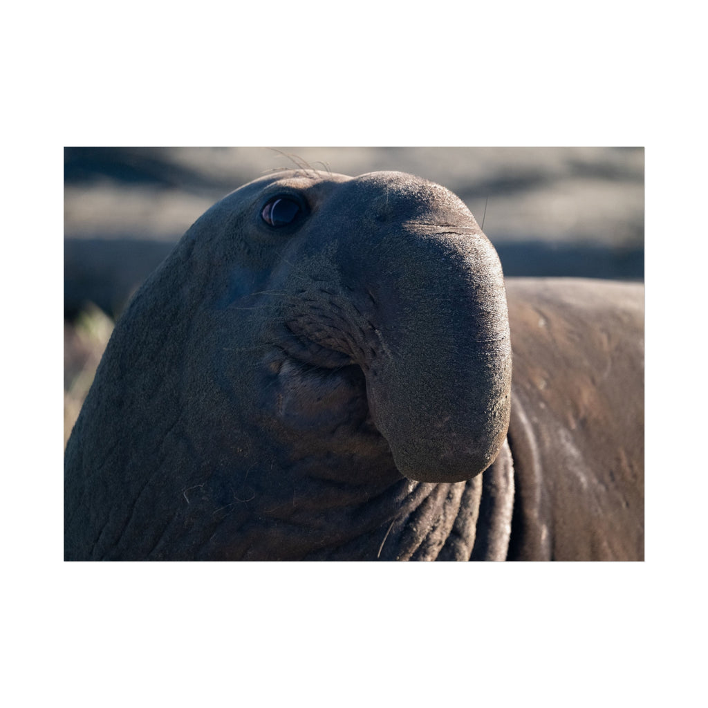 Elephant Seal Fine Art Poster — Coastal Wildlife Photography Wall Art