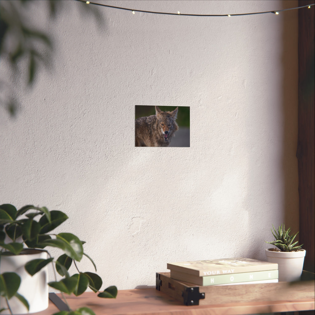 Coyote Fine Art Print — Wild Canine Photography Print