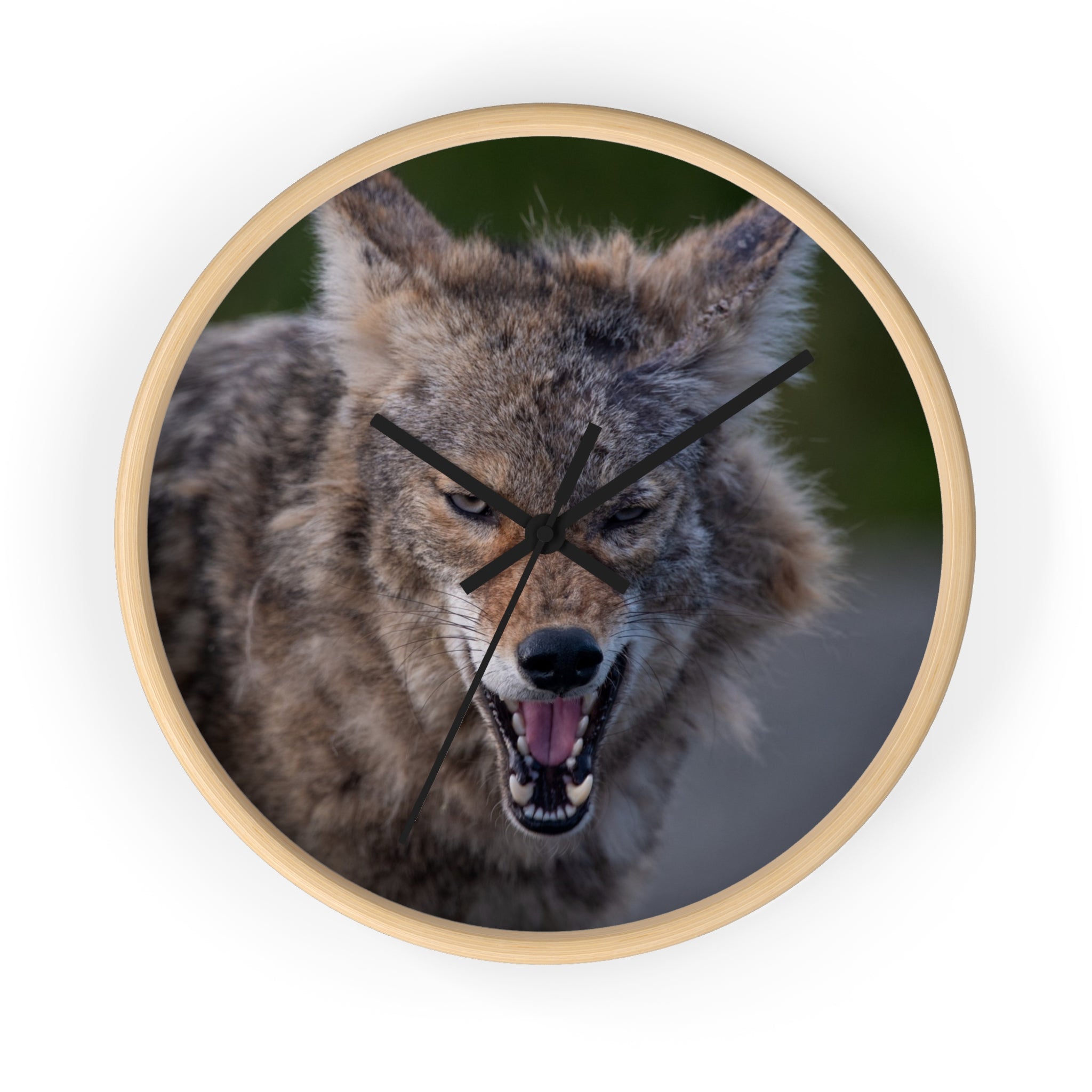 Angry Coyote Wall Clock — Fierce Wildlife Decor