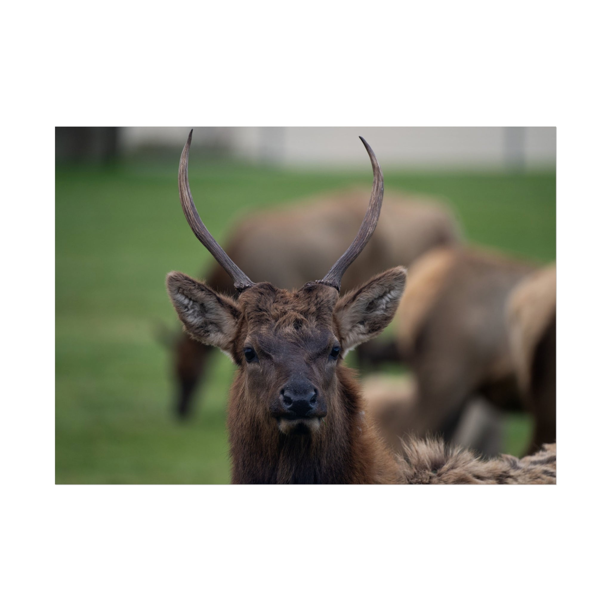 Elk Portrait Fine Art Poster — Rustic Wildlife Wall Art