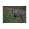 Deer Fine Art Poster — Woodland Wildlife Photography Print
