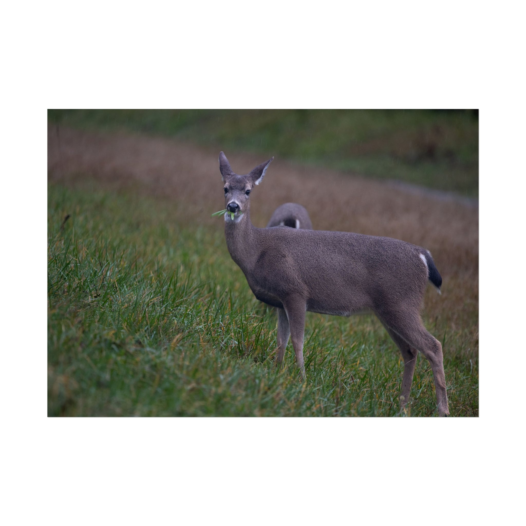Deer Fine Art Poster — Woodland Wildlife Photography Print