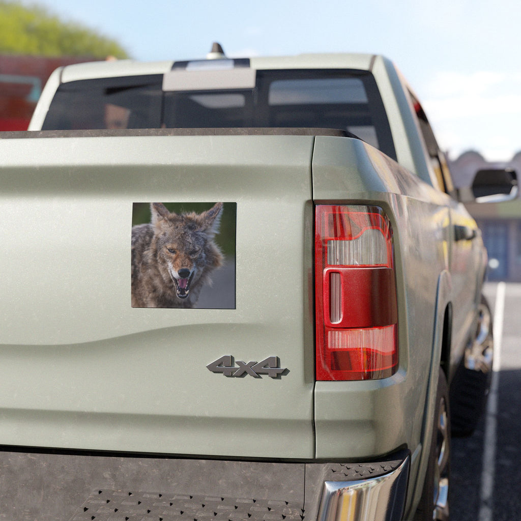 Angry Coyote Car Magnet — Realistic Wildlife Photo Magnetic Decal
