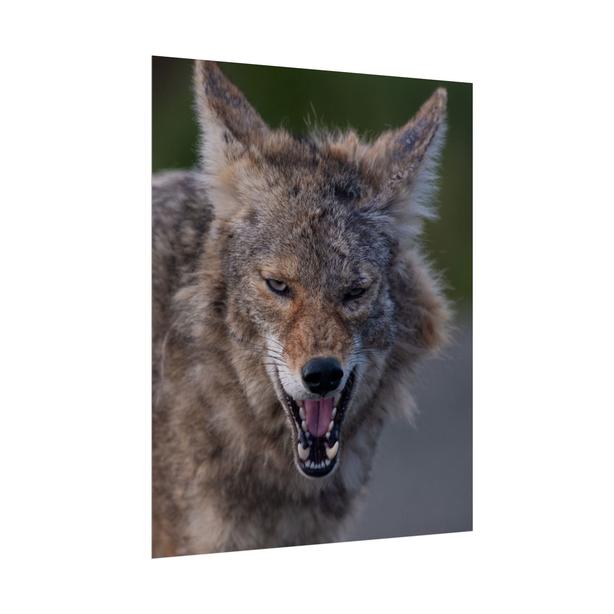 Coyote Rolled Poster