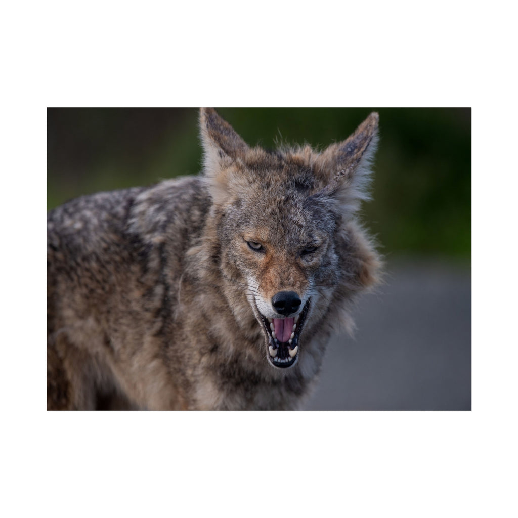 Coyote Fine Art Print — Wild Canine Photography Print