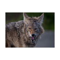 Coyote Fine Art Print — Wild Canine Photography Print