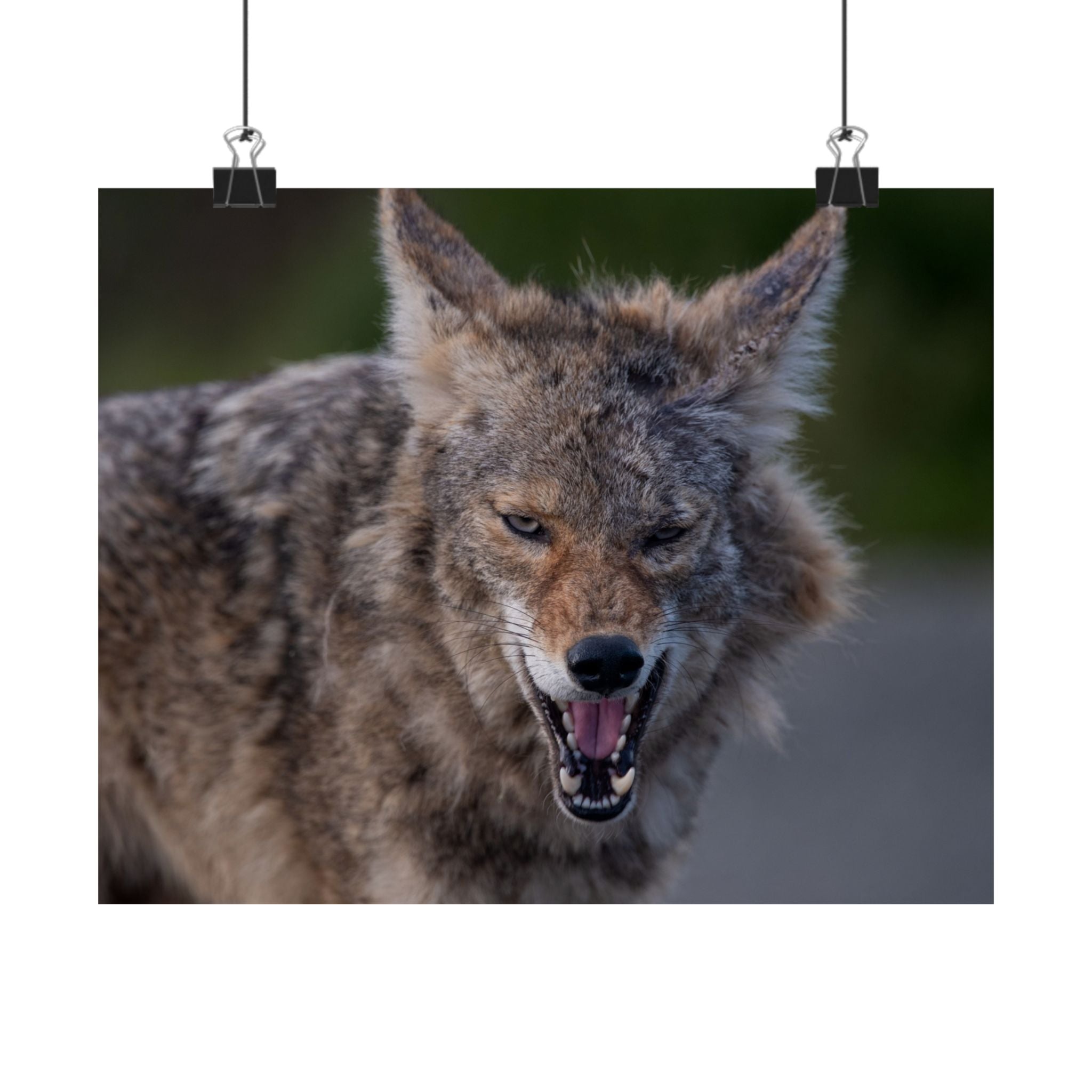 Matte Horizontal Coyote Poster