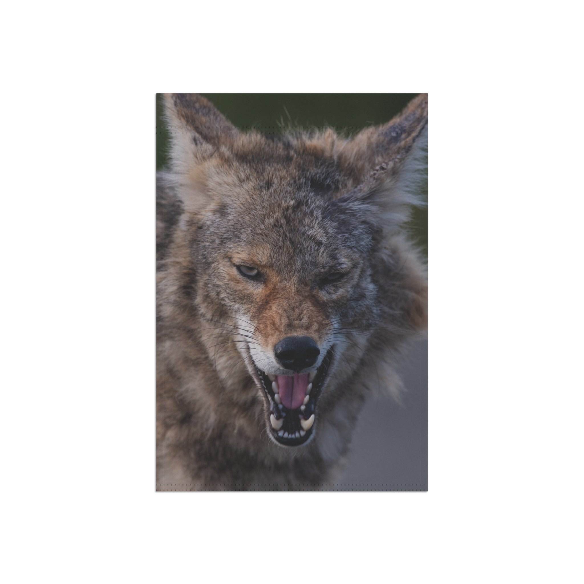 Angry Coyote Garden Flag — Wildlife Scare Yard Banner