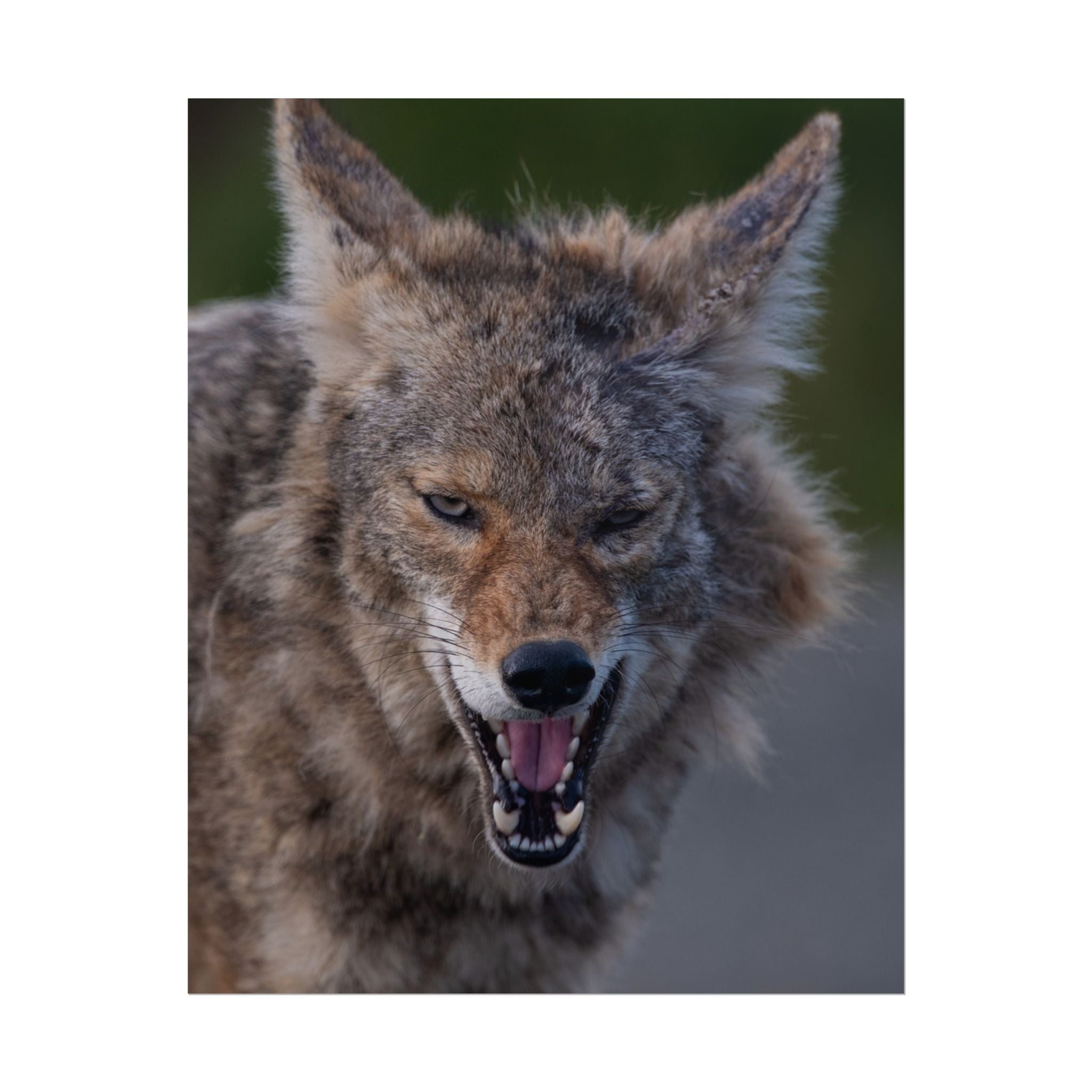 Coyote Rolled Poster