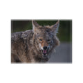 Coyote Photo Block – Wildlife Display Photo Block