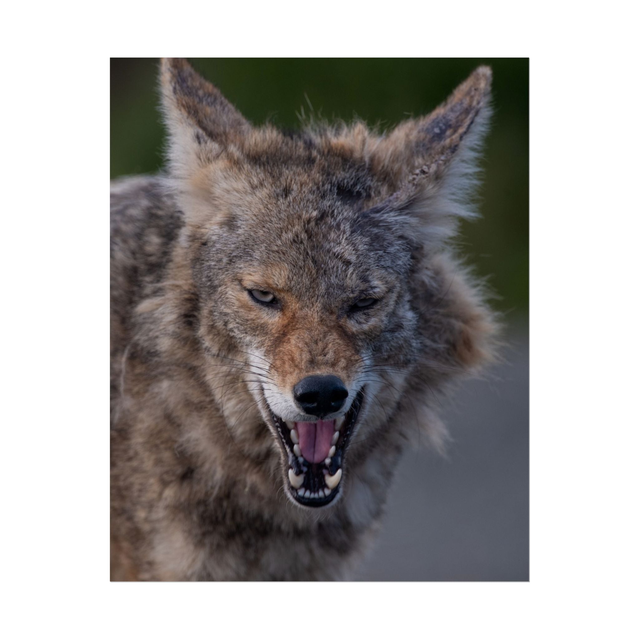 Coyote Rolled Poster