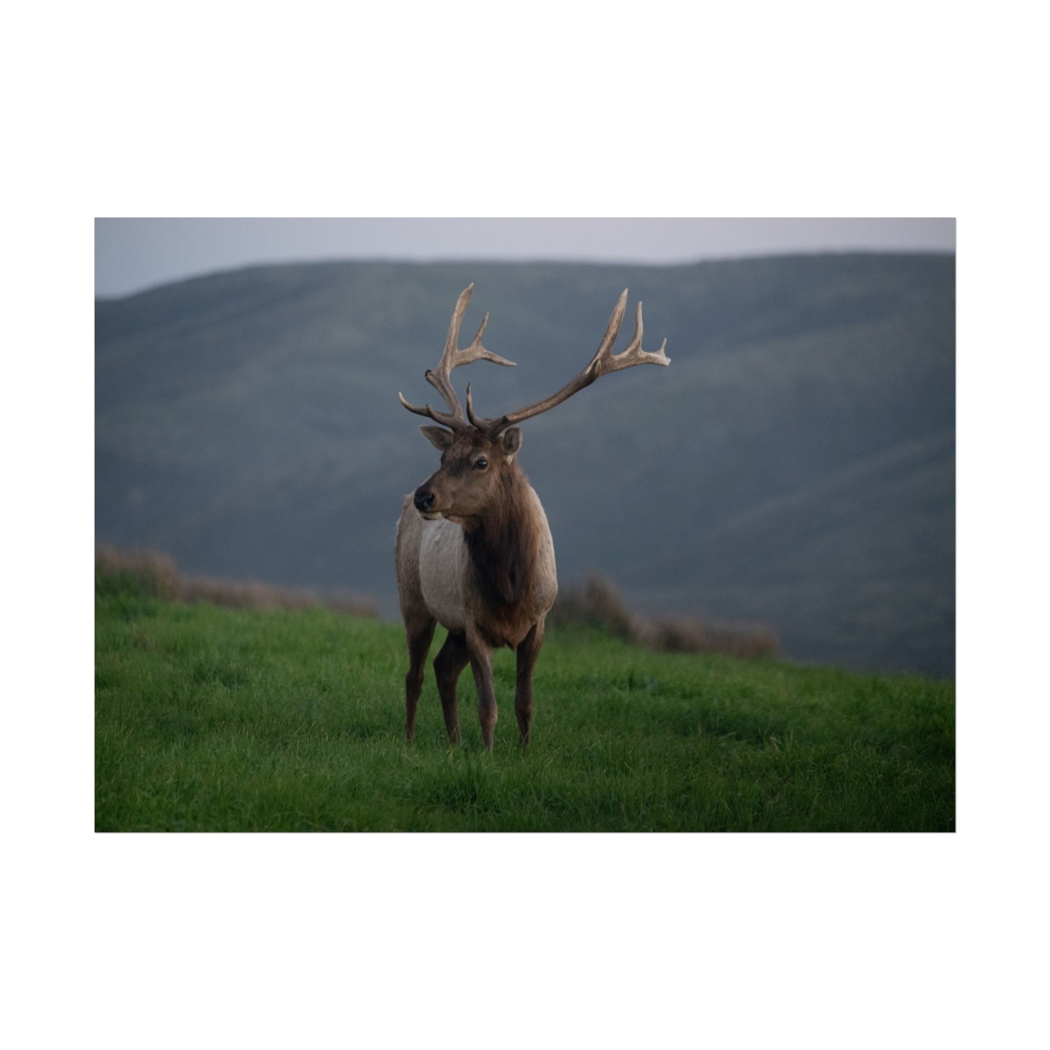 Elk in Mist — Fine Art Nature Poster