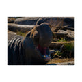 Elephant Seal Fine Art Print — Dramatic Wildlife Photography Print