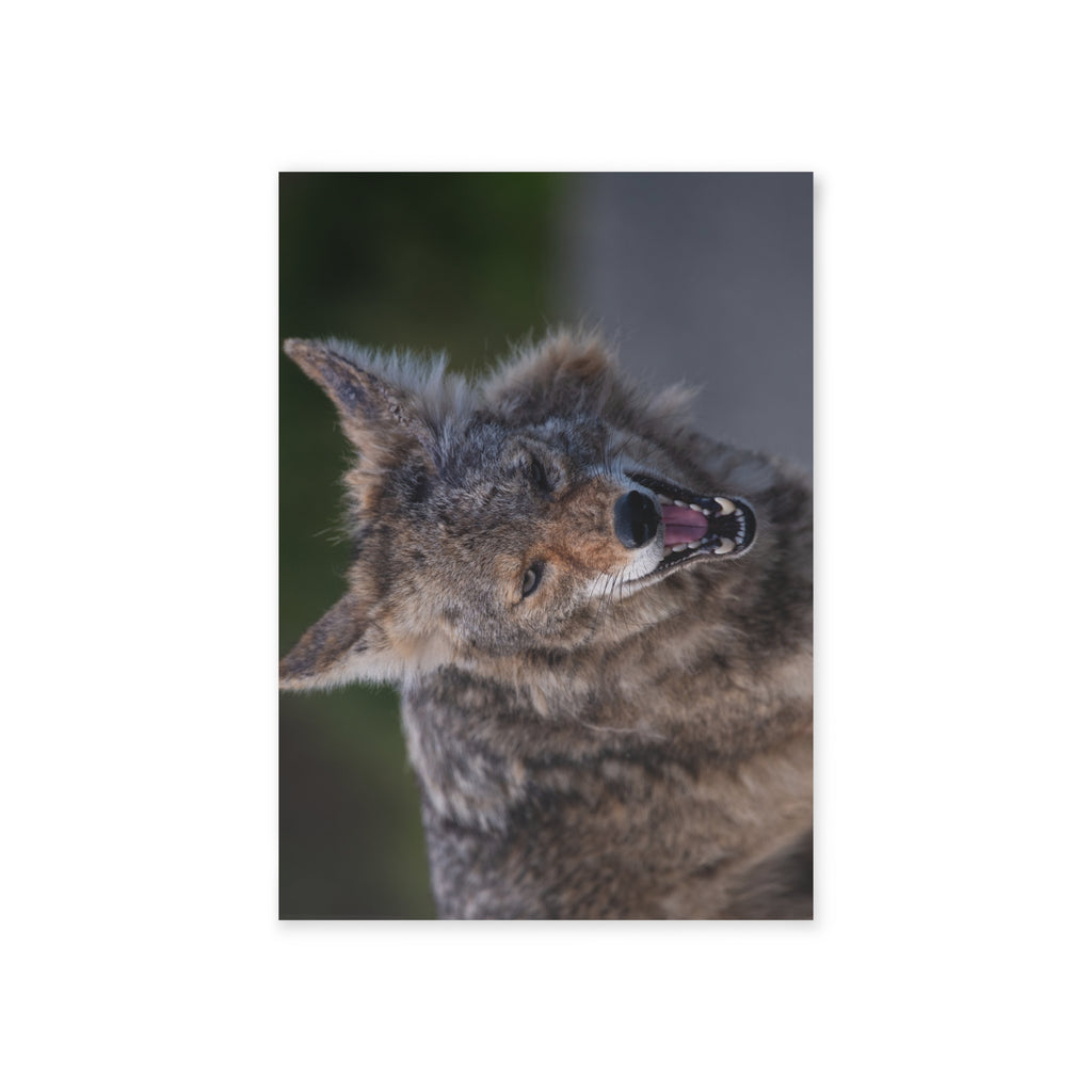 Coyote Photo Holiday Card — Wild Animal Christmas Greeting (Two-Sided)
