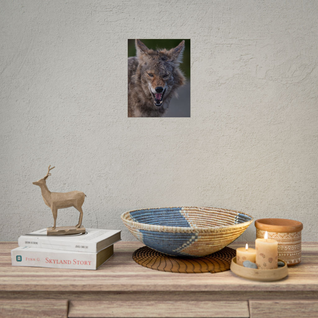 Coyote Rolled Poster