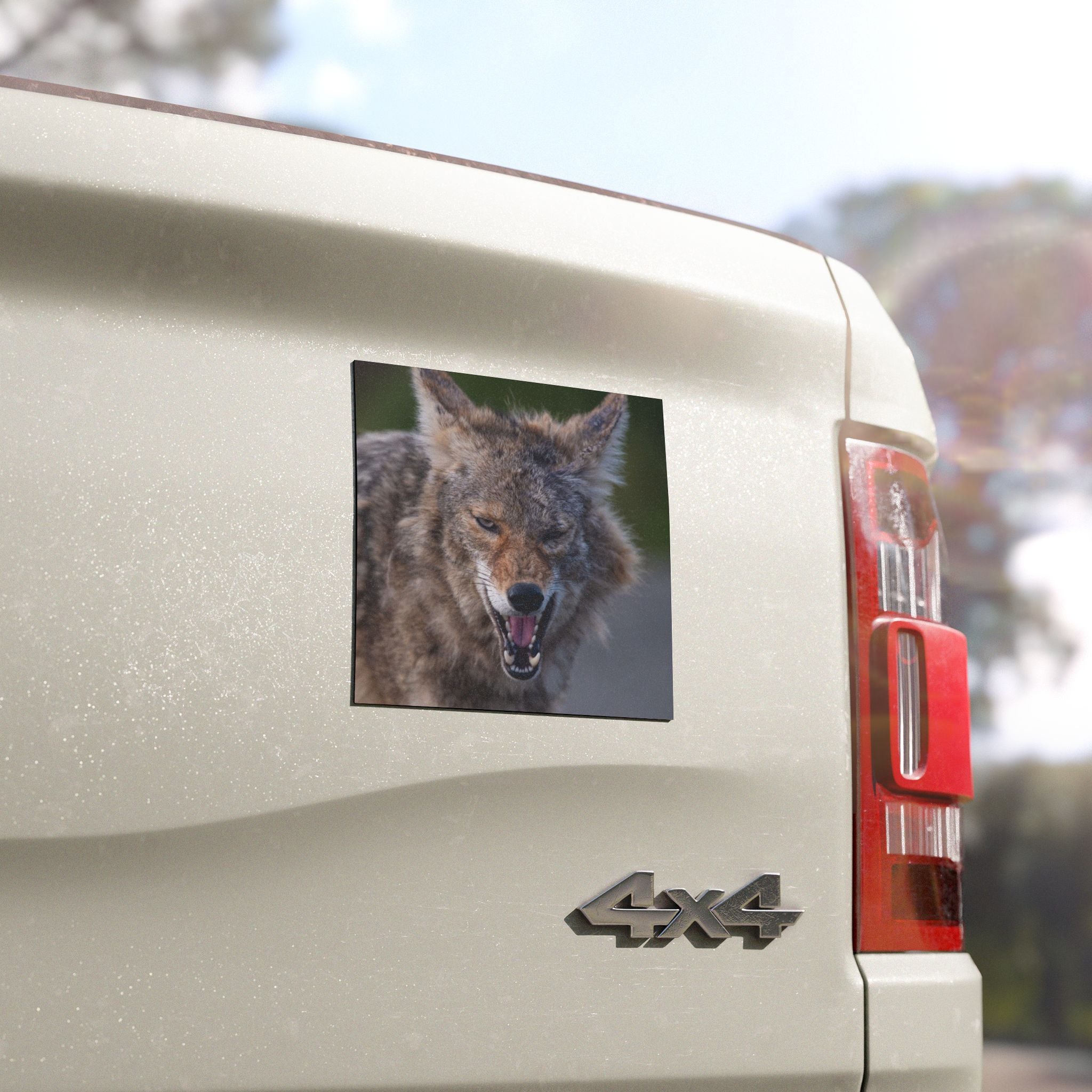 Angry Coyote Car Magnet — Realistic Wildlife Photo Magnetic Decal