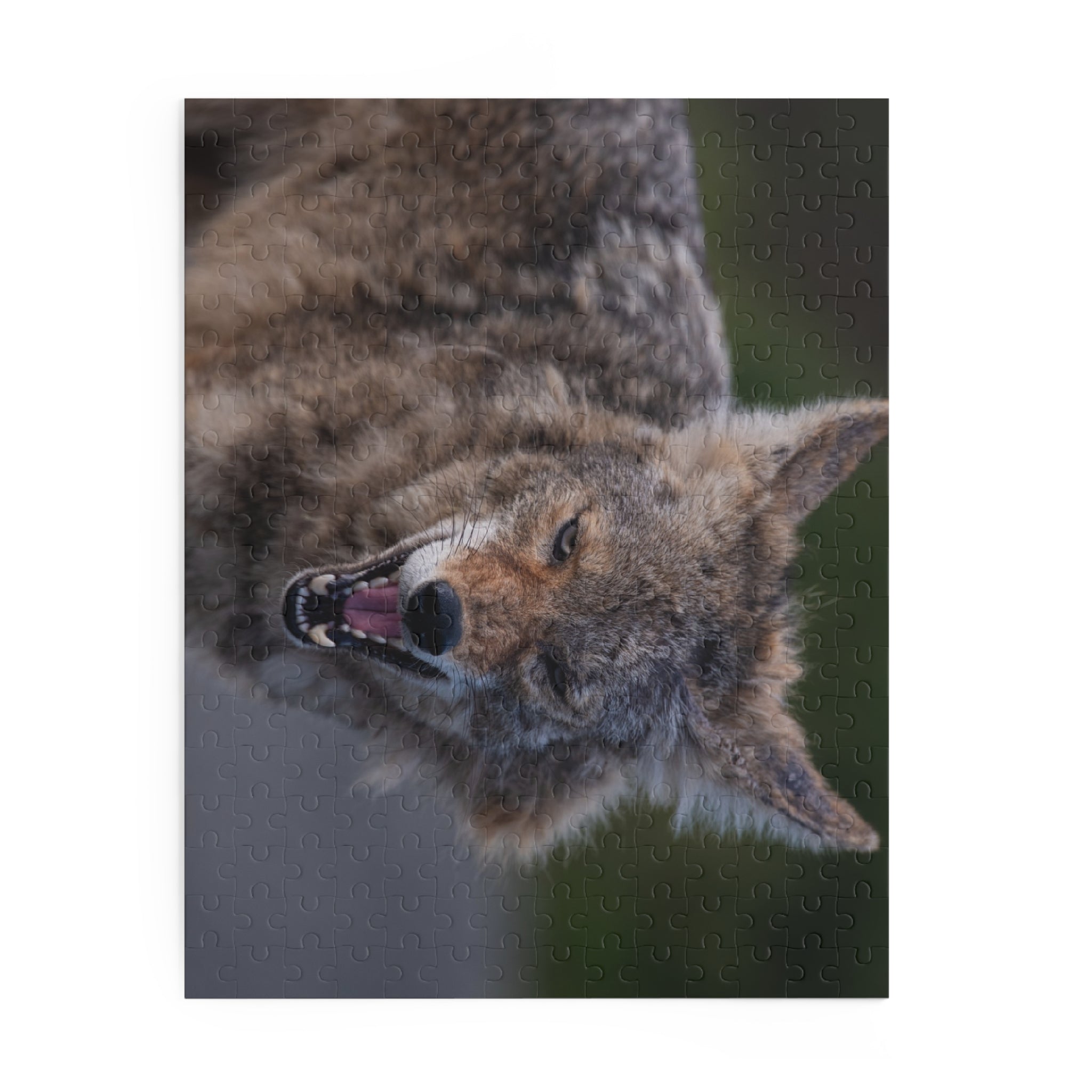 Coyote Jigsaw Puzzle — 120/252/500-Piece Wildlife Puzzle