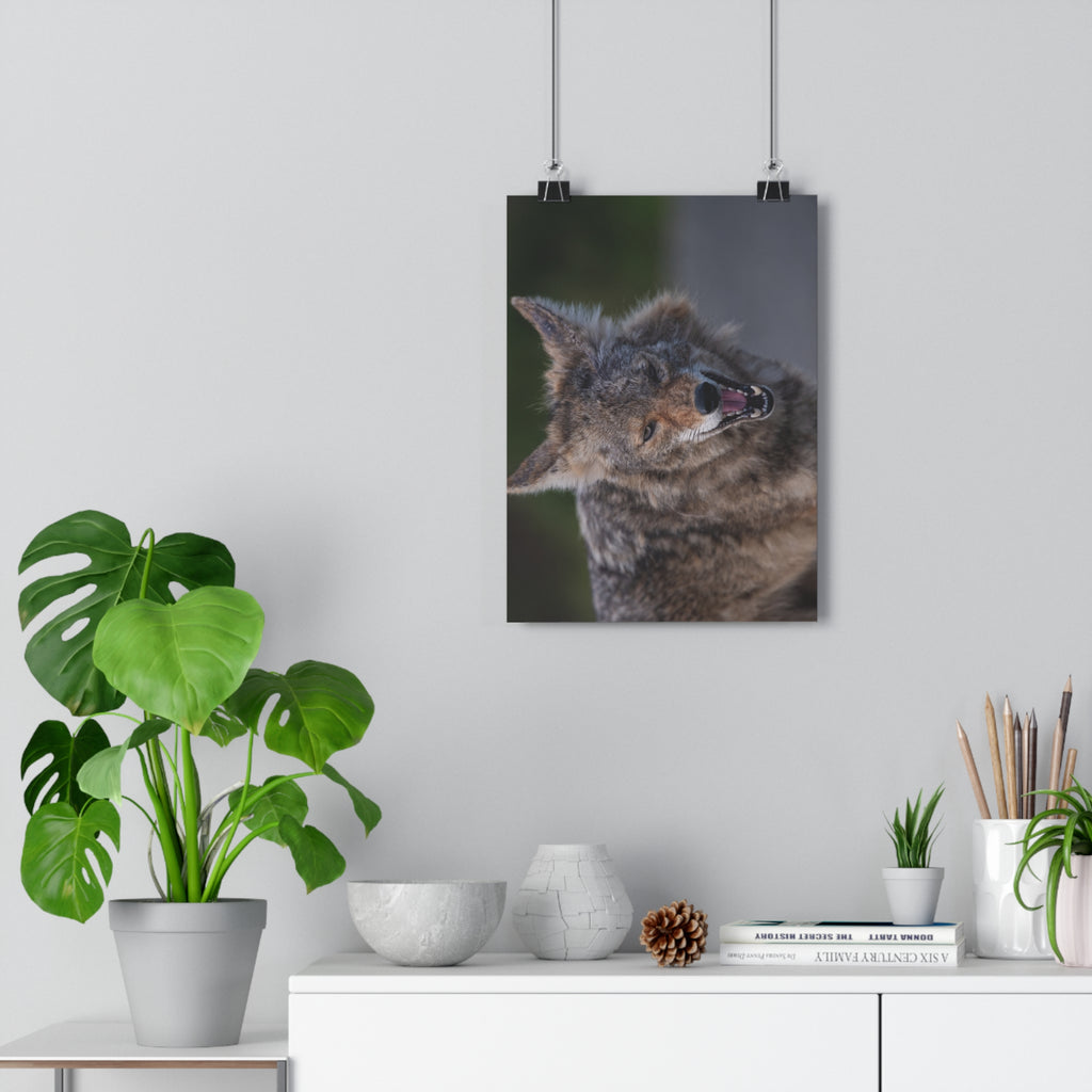 Coyote Photography Giclée Art Print — Wild Canine Wall Decor
