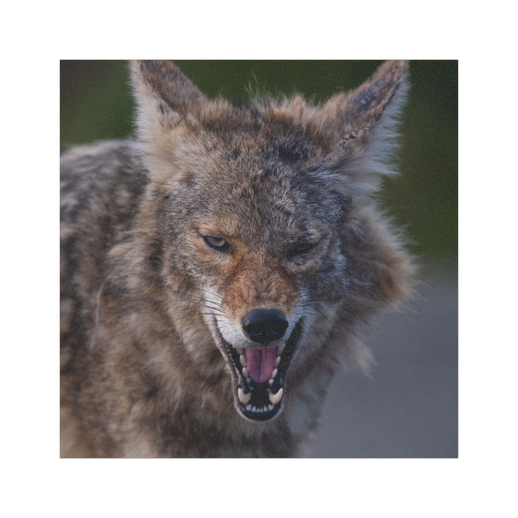 Angry Coyote Car Magnet — Realistic Wildlife Photo Magnetic Decal