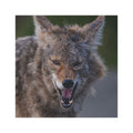 Angry Coyote Car Magnet — Realistic Wildlife Photo Magnetic Decal