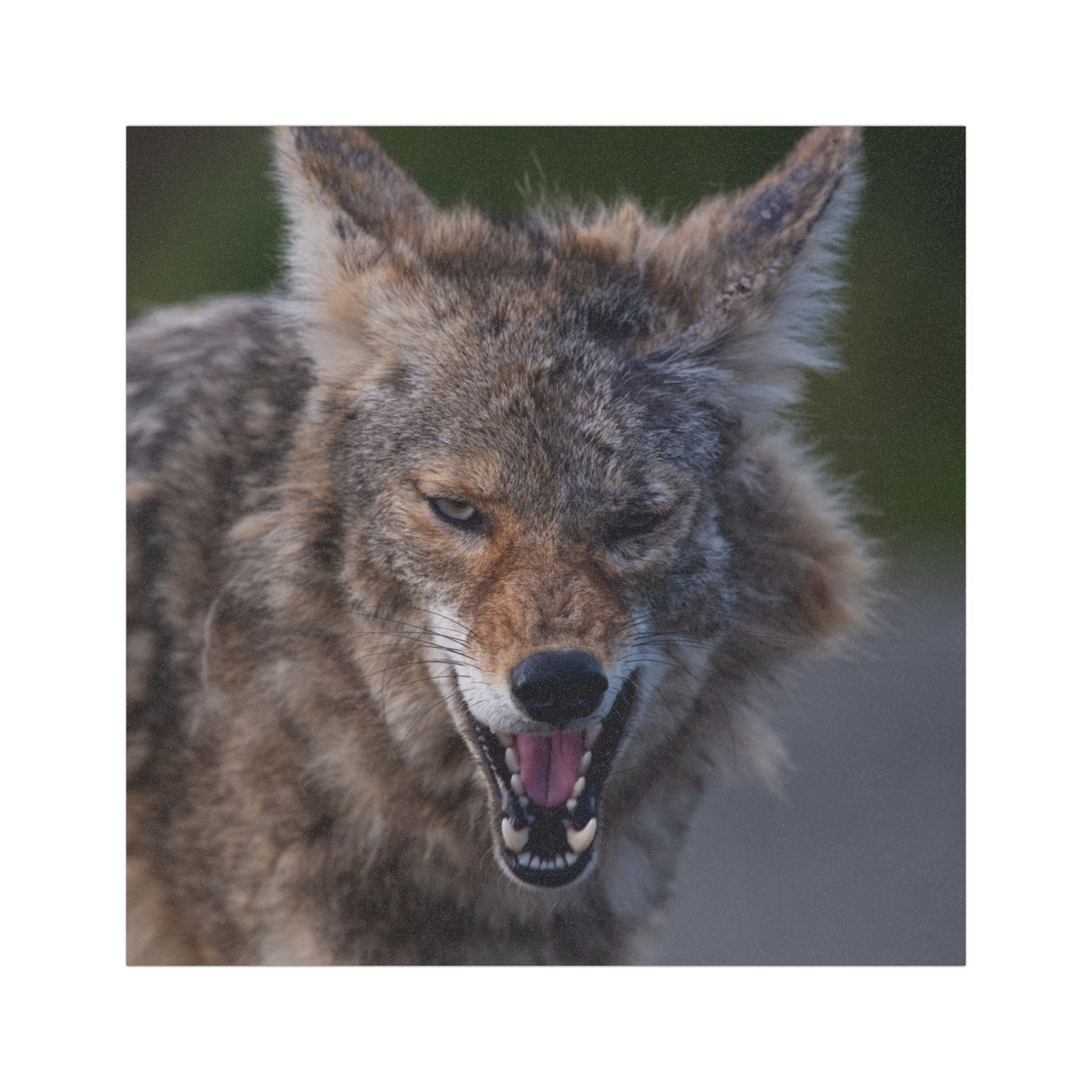Angry Coyote Car Magnet — Realistic Wildlife Photo Magnetic Decal