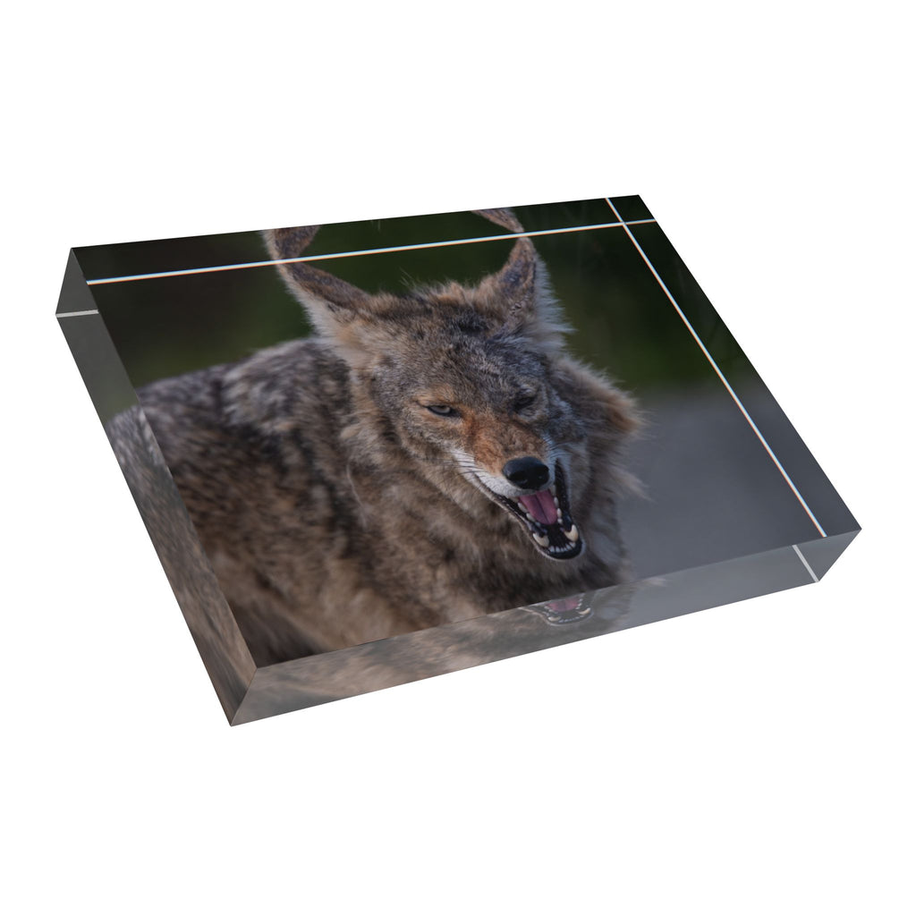 Coyote Photo Block – Wildlife Display Photo Block