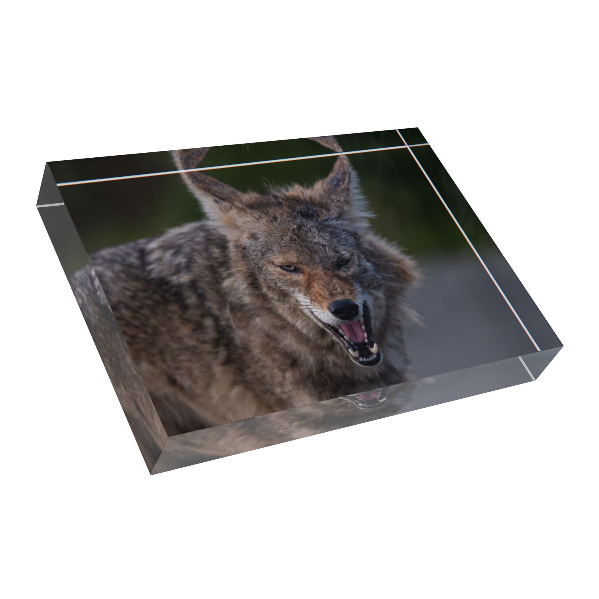 Coyote Photo Block – Wildlife Display Photo Block
