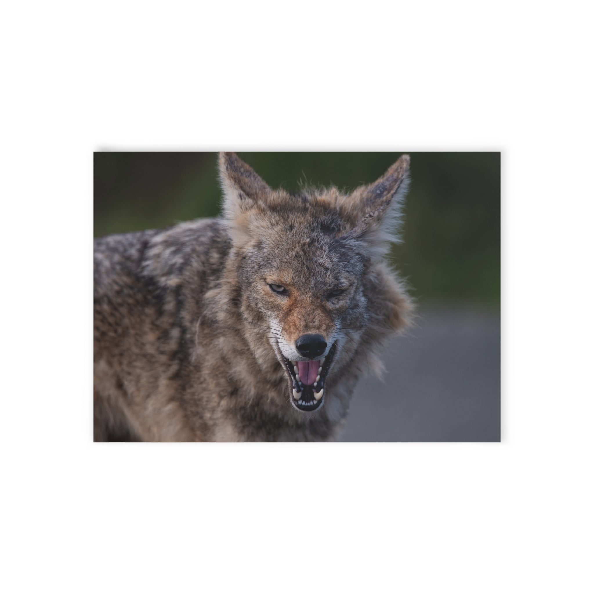 Coyote Photo Holiday Card — Wild Animal Christmas Greeting (Two-Sided)