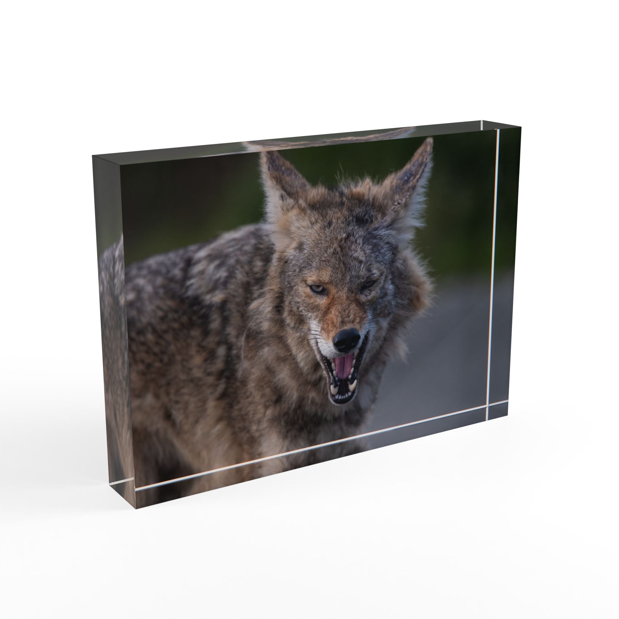 Coyote Photo Block – Wildlife Display Photo Block