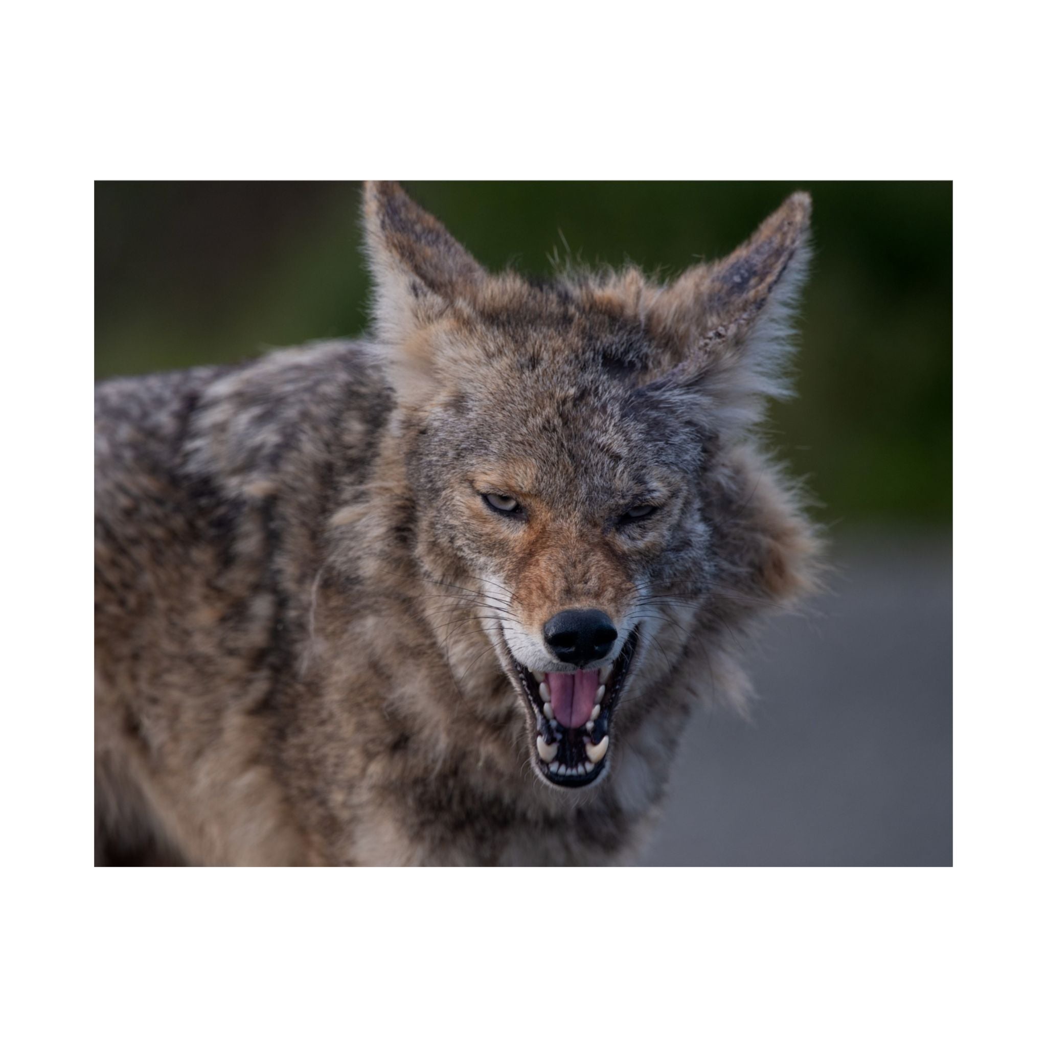 Matte Horizontal Coyote Poster